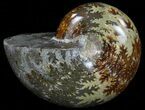 Thick, Polished, Agatized Ammonite - Madagascar #59916-1